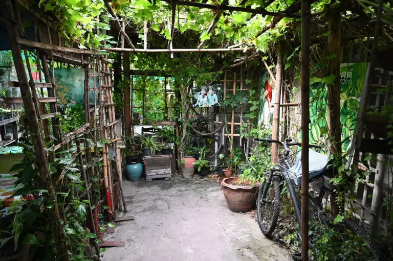 Jardim no quintal cimentado: como planejar vasos, plantas e drenagem