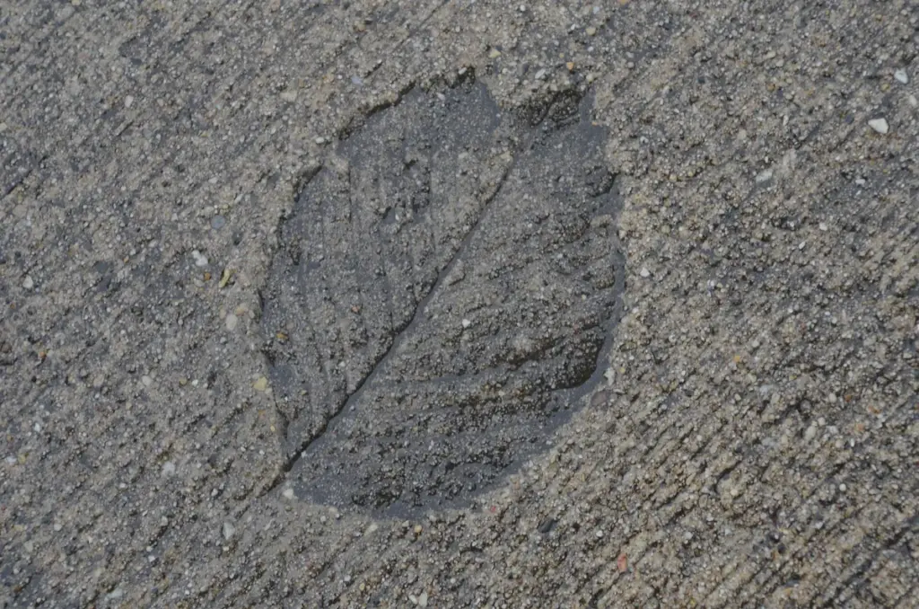 Marca de uma folha impressa na superfície de uma calçada de concreto
